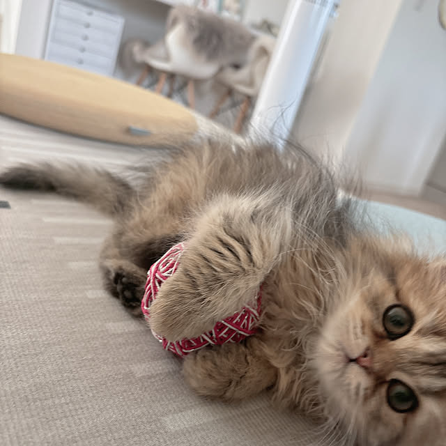 miyu39さんの実例写真
