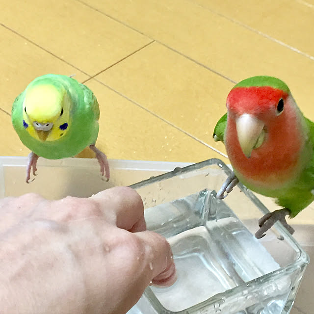 toratanさんの実例写真