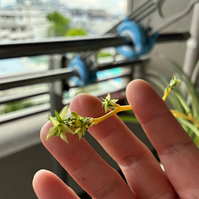 koshiregutyoさんの部屋