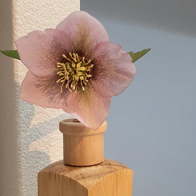 ATTAATTAさんの実例写真