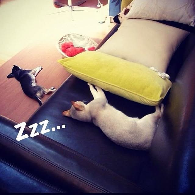 dragosteaさんの実例写真