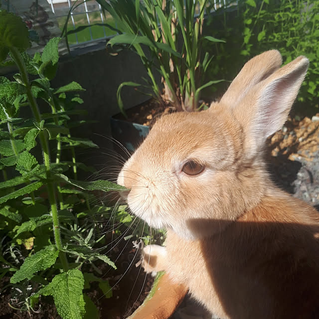 aiさんの実例写真