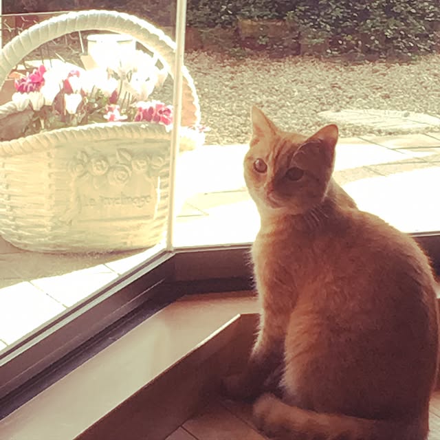 rumiさんの実例写真