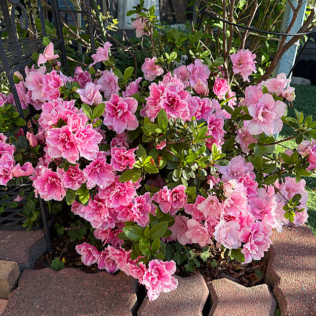 ronronさんの部屋