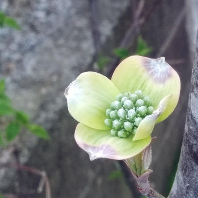 Green-appleさんの実例写真