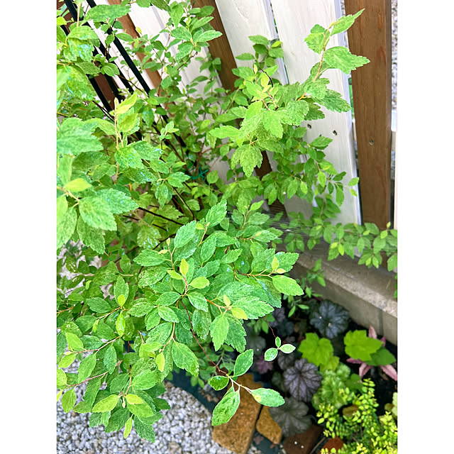 hinamamaさんの部屋