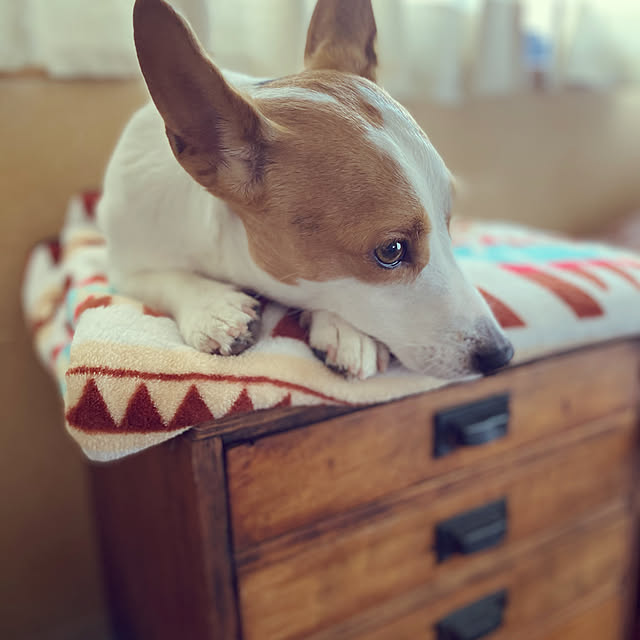 kurashi_no_cotoさんの実例写真