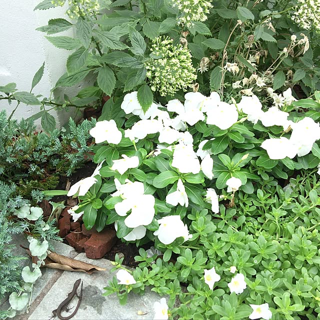 yuchiさんの実例写真