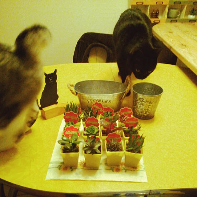 furiさんの実例写真
