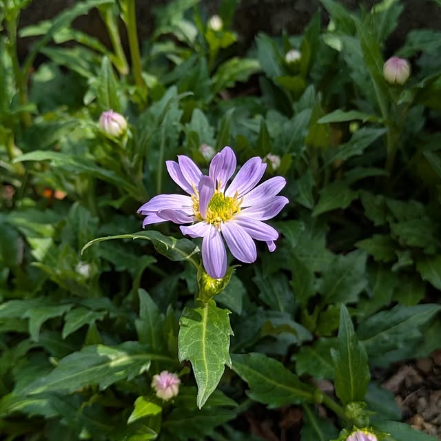 naoさんの実例写真