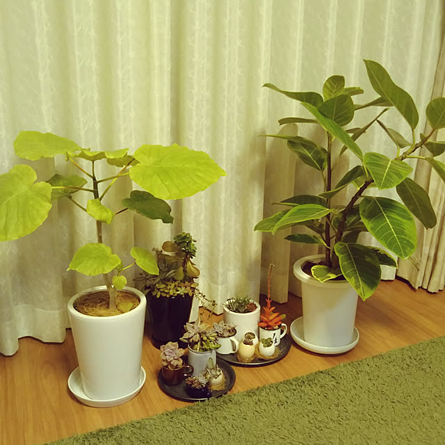 naomin0さんの実例写真