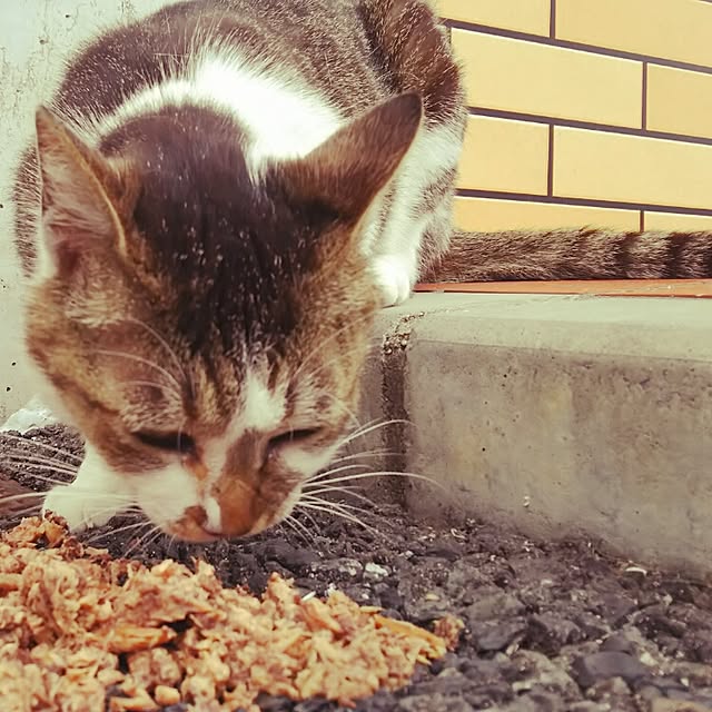 panchobiさんの実例写真