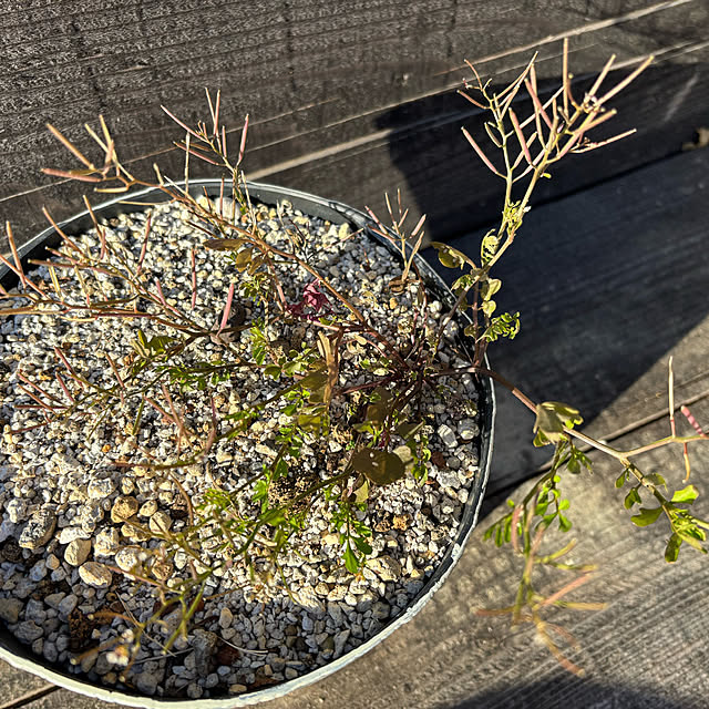 bonjiri0824さんの実例写真