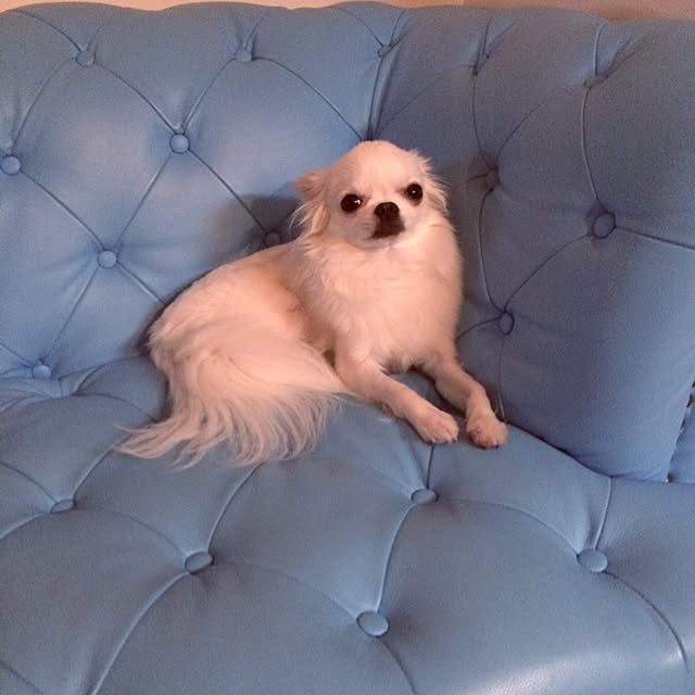 yuritiaraさんの実例写真