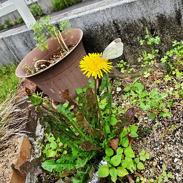 k-iさんの実例写真