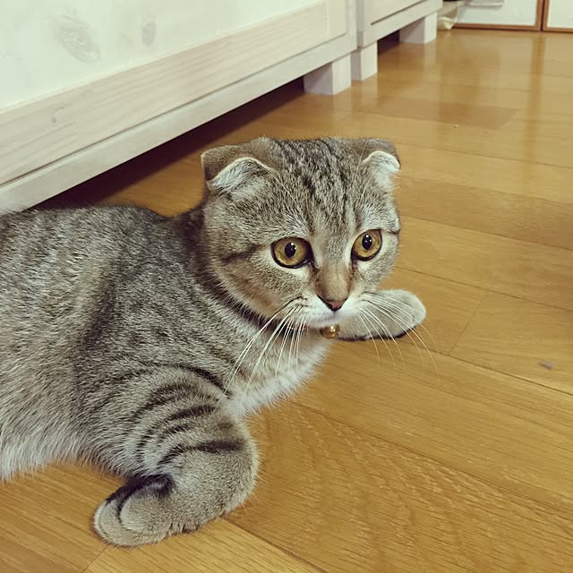 momoさんの実例写真