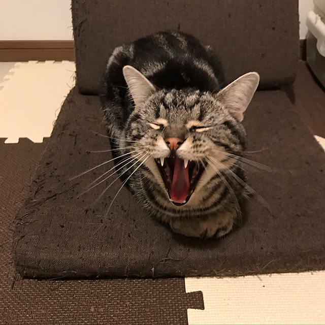 KotarouKunさんの実例写真