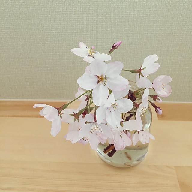 バス/トイレ/花のある暮らし/植物のある暮らし/花/さくらのインテリア実例 - 2017-04-08 07:29:54
