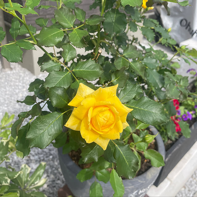 yumiさんの部屋