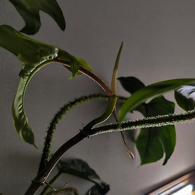 koyutan-mjmさんの実例写真