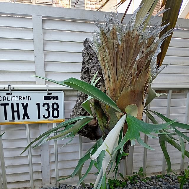 brooklynさんの実例写真