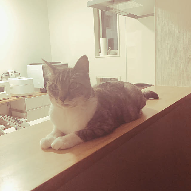 猫と暮らす/猫がいる生活/キッチンのインテリア実例 - 2020-05-31 13:32:41