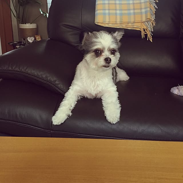 picoさんの実例写真