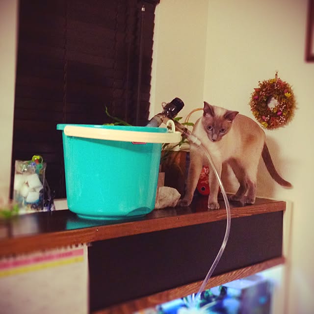 poiさんの実例写真