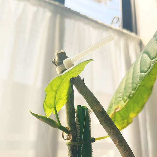 hirariさんの部屋