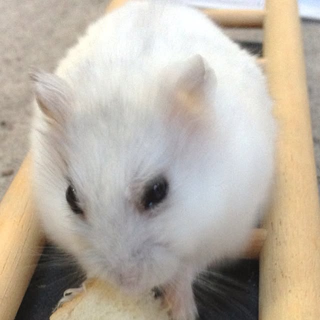 jnjnforesterさんの実例写真