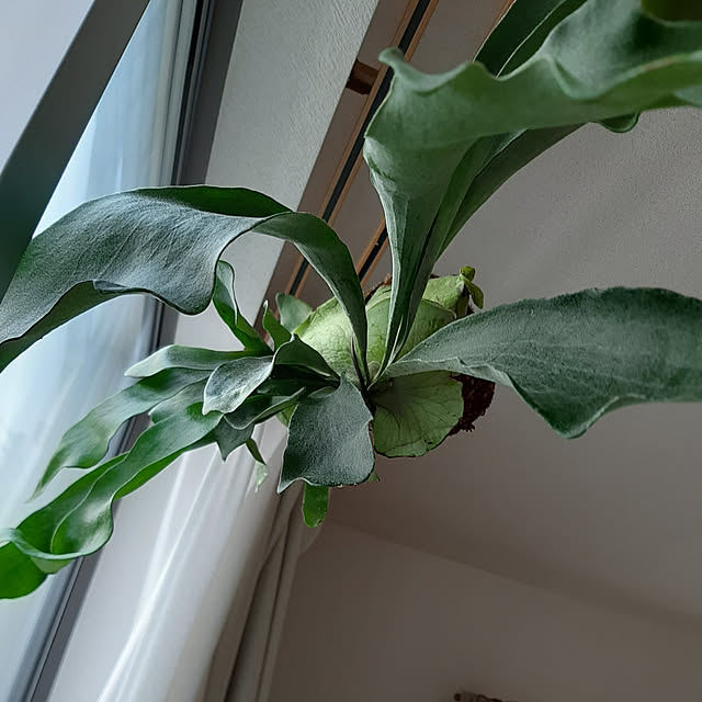 greenmanさんの実例写真