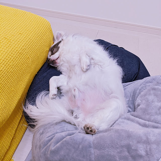 bjhorusさんの実例写真