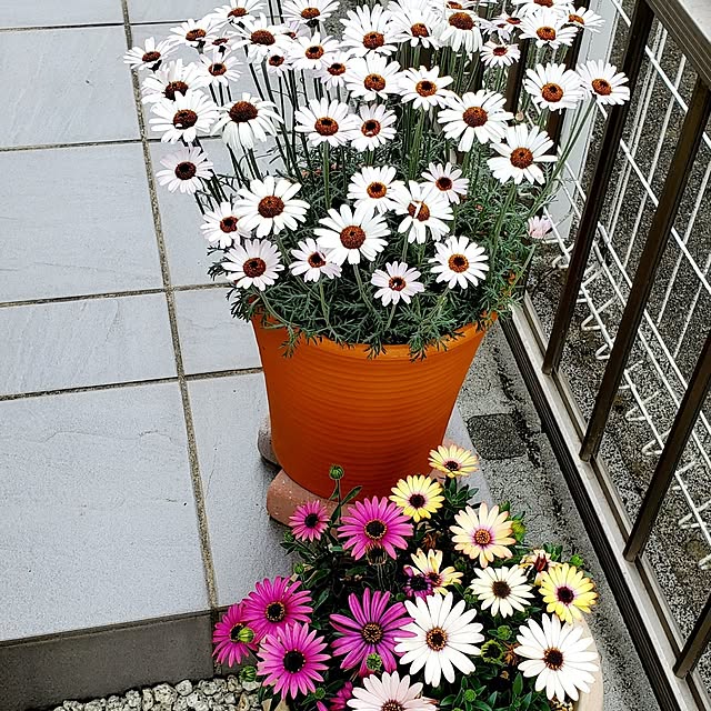 pomさんの部屋