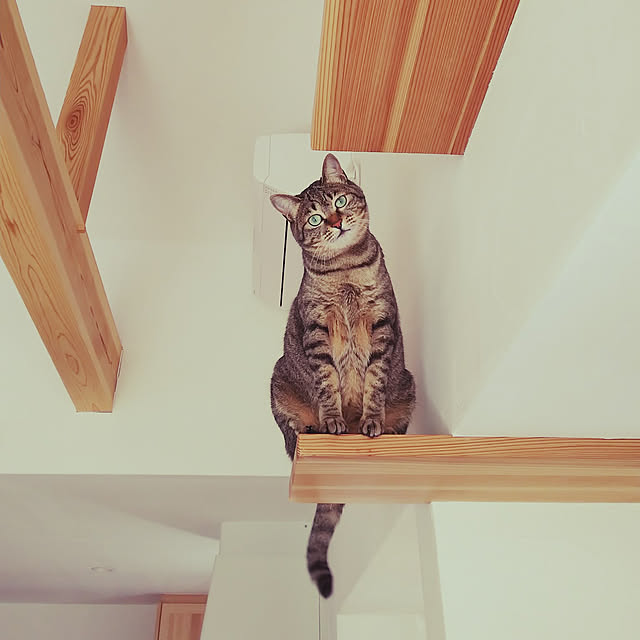 youkoasaさんの実例写真