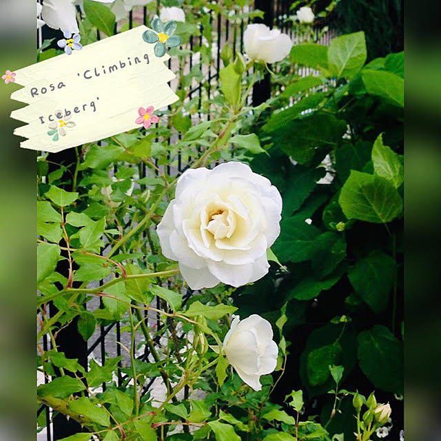 waterlilies_1224さんの実例写真