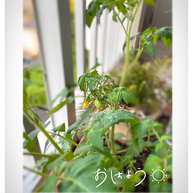 maryunanamamaさんの実例写真
