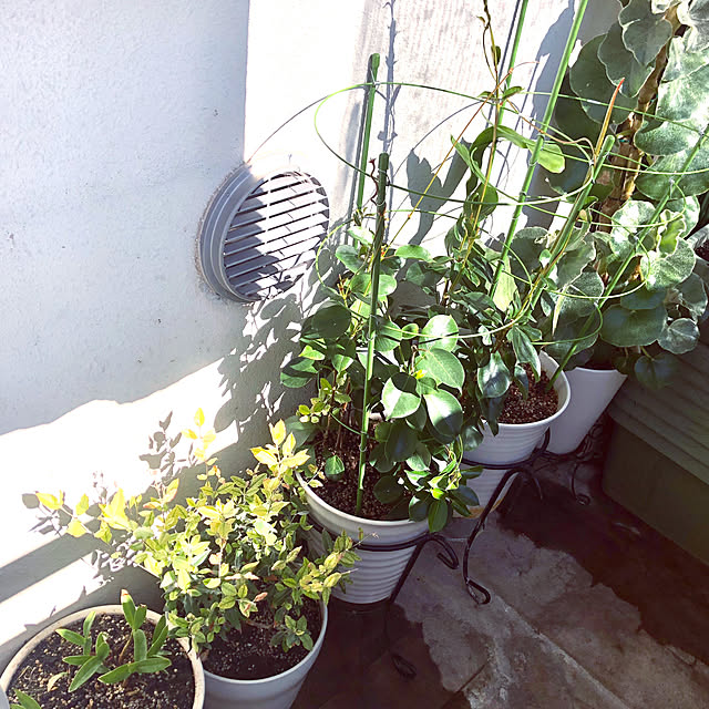 部屋全体/家庭菜園記録/家庭菜園のある生活/家庭菜園の暮らし/花のある暮らしを楽しむ...などのインテリア実例 - 2023-12-29 00:58:16