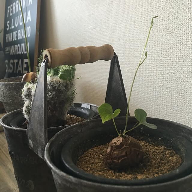 tetra163さんの実例写真