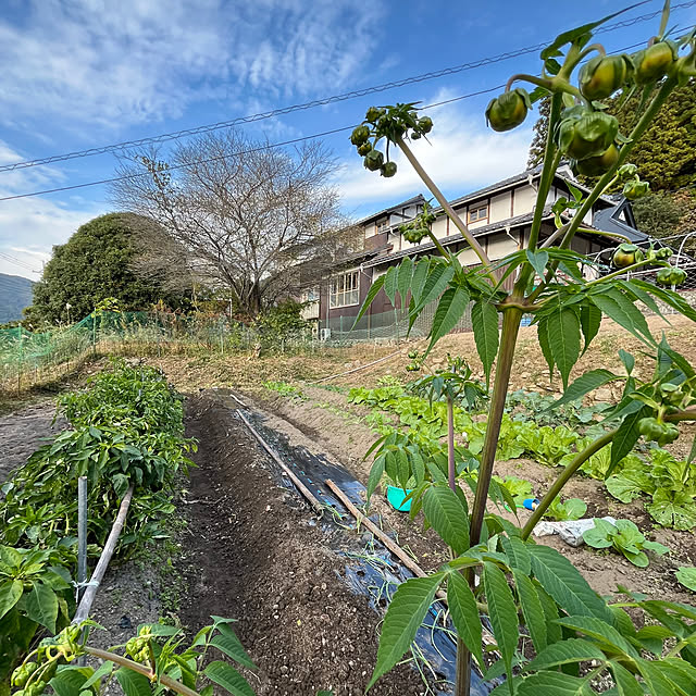 cotaさんの実例写真