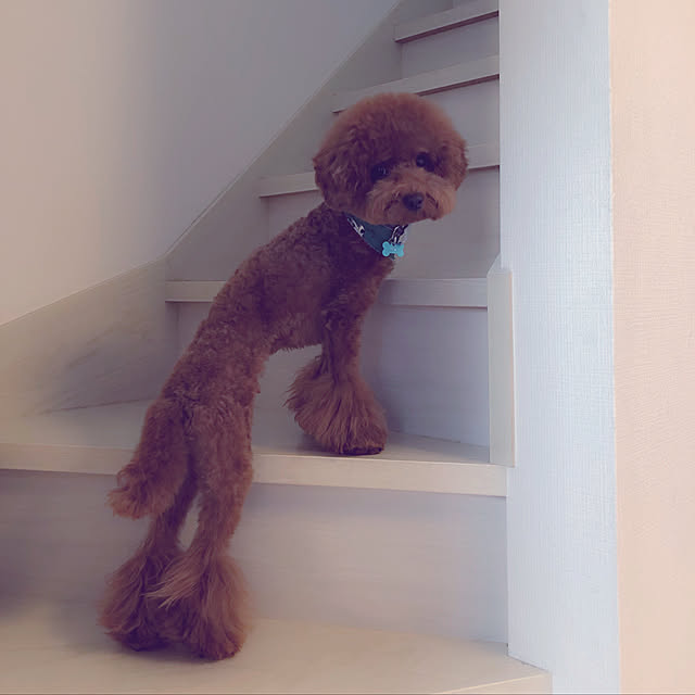 cocoaさんの実例写真
