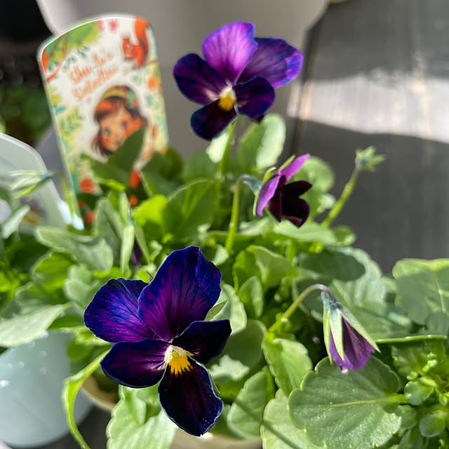 shiropenguinさんの部屋