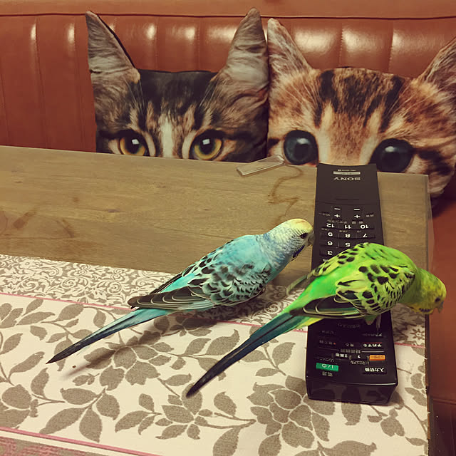 oniyomeさんの実例写真
