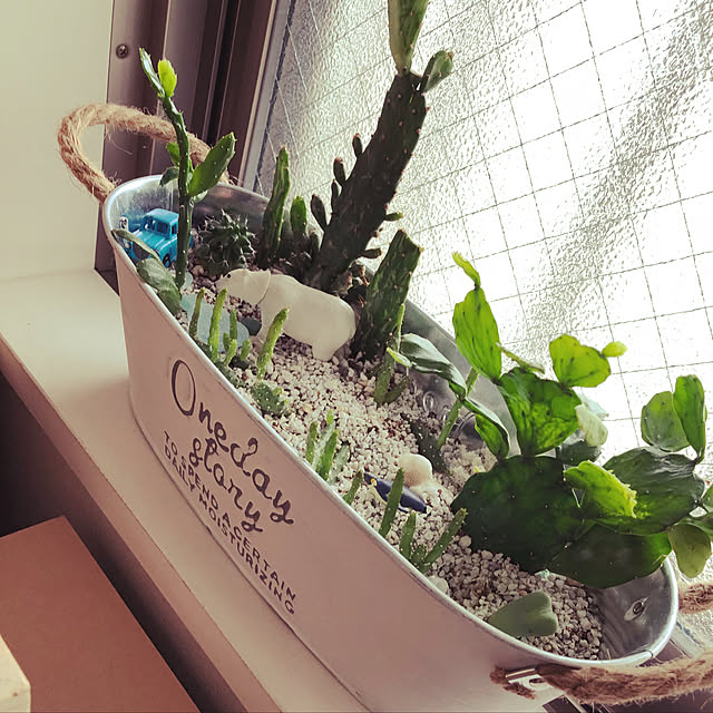 部屋全体/サボテン/サボテン&多肉/多肉植物のインテリア実例 - 2018-04-14 15:26:42