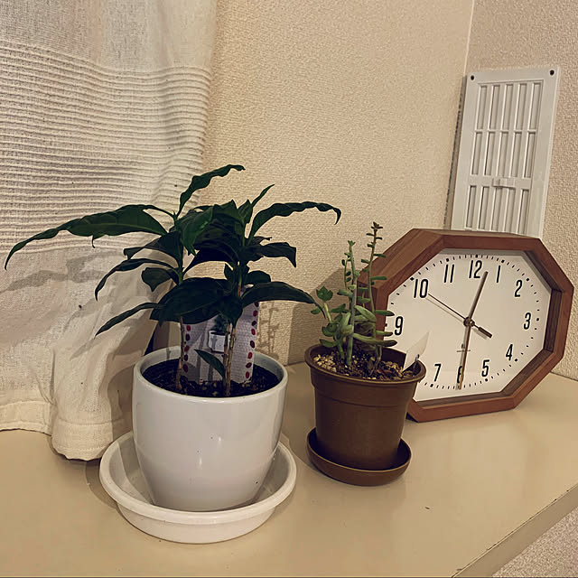 観葉植物/リビング/ニトリのインテリア実例 - 2021-05-26 00:32:56