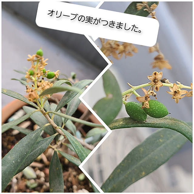 yukikiさんの実例写真