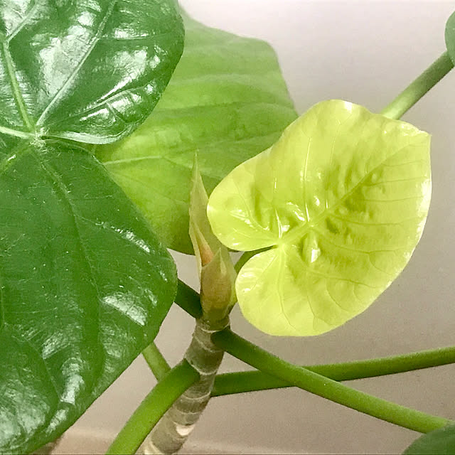 癒し/おうち時間/グリーンのある暮らし/観葉植物/感謝♡...などのインテリア実例 - 2023-07-08 20:50:19