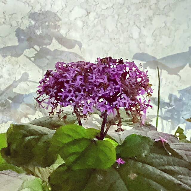 chacoさんの実例写真