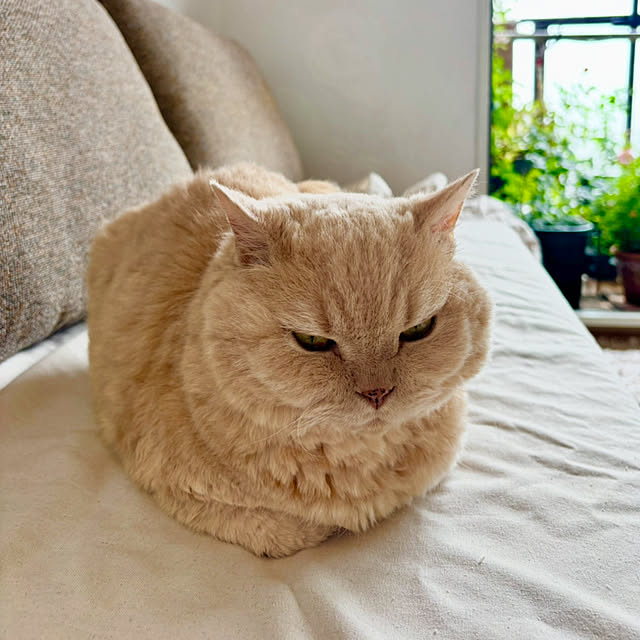 naokoさんの実例写真