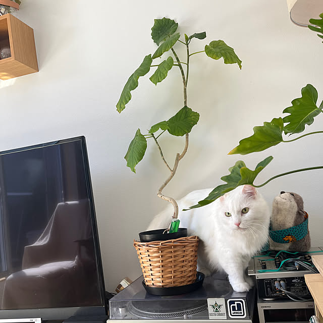 nuffyさんの部屋