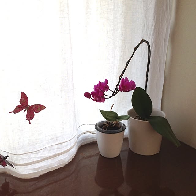 棚/植物のインテリア実例 - 2013-06-29 22:50:42